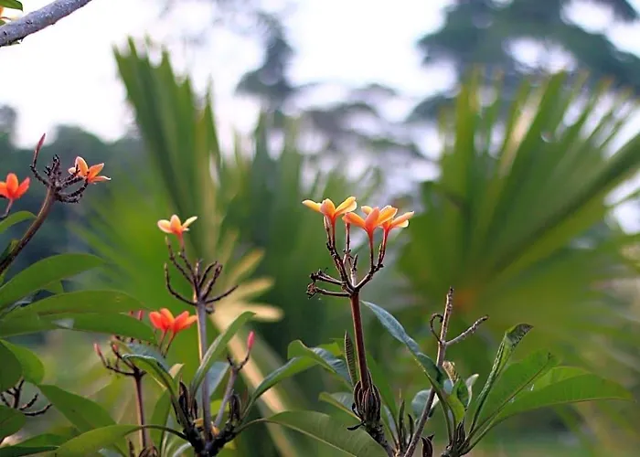 Tropical Garden Ubud (Bali)